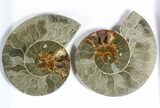 Lot: to Cut Ammonite Pairs (Grade B/C) - Pairs #77331-1